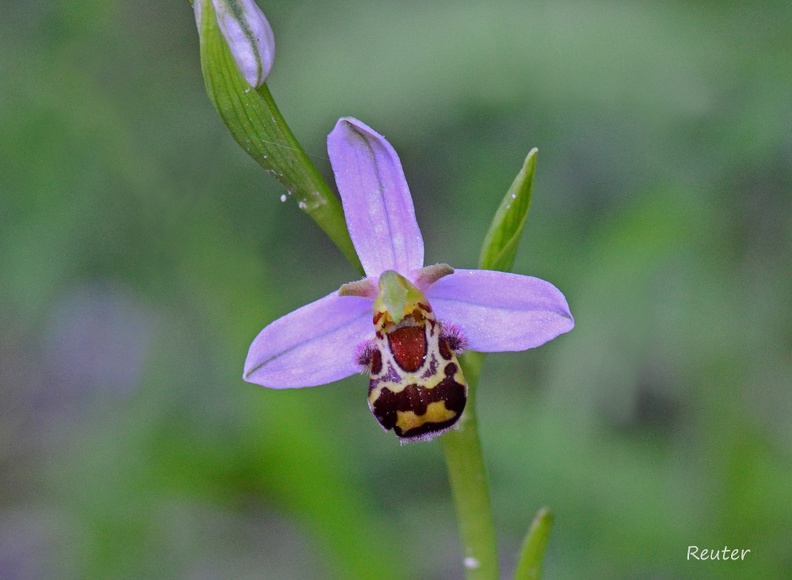 Bienen-Ragwurz _Ophrys apifera_ Kroatien.jpg